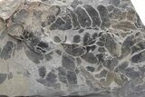 Pennsylvanian Fossil Fern (Neuropteris) Plate - Kentucky #224660-1